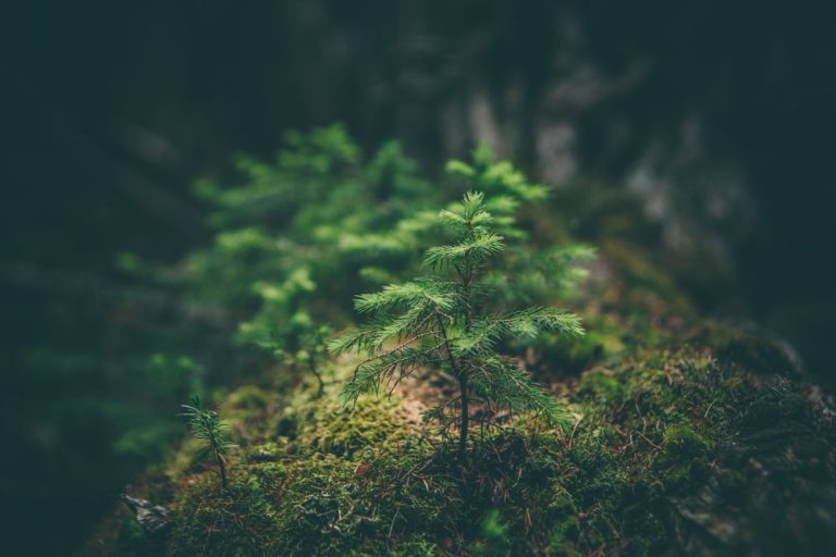 matthew smith Rfflri94rs8 unsplash 1